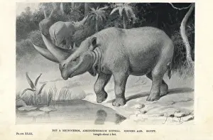 Arsinoitherium: Arsinoitherium zitteli