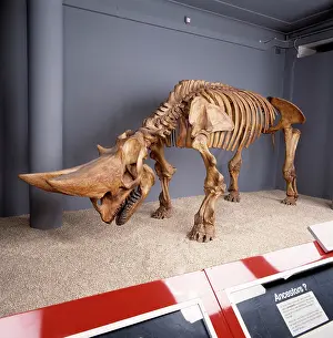 Oligocene: Arsinotherium skeleton