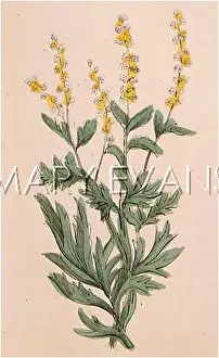 Mugwort: ARTEMIISIA VULGARIS