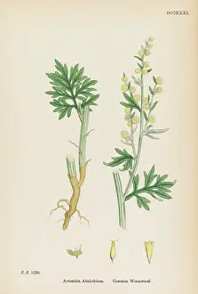 Artemisia: ARTEMISIA ABSINTHIUM