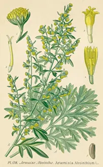 Artemisia: ARTEMISIA ABSINTHIUM