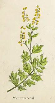 Artemisia: ARTEMISIA ABSINTHIUM