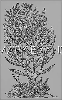 Artemisia: ARTEMISIA DRACUNCULIS
