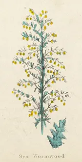 Artemisia: Artemisia Maritima