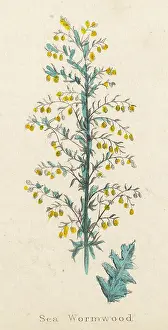 Artemisia: Artemisia Maritima