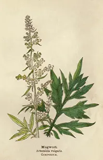 Artemisia: ARTEMISIA VULGARIS