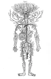 Arterial: ARTERIAL SYSTEM / DRAKE