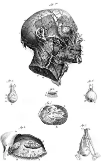 Arteries: ARTERIES OF THE FACE