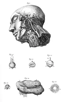 Haller: ARTERIES OF THE FACE