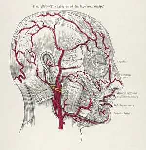 Scalp: ARTERIES IN HEAD/1897