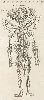 Arterial: Arteries of the human body