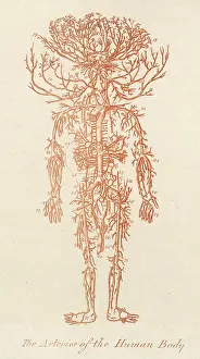 Arteries: Arteries of Human Body