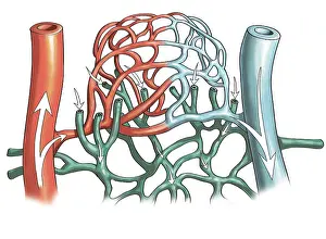 Vein: Artery and Capillary Networks, Illustration