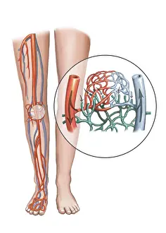 Vein: Artery and Capillary Networks, Illustration
