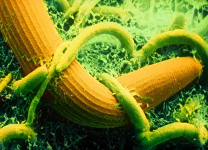Photo Researchers: Arthrobotrys, SEM