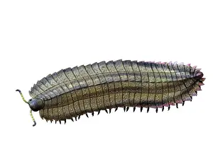 Myriapoda: Arthropleura is an extinct millipede from the Late ?
