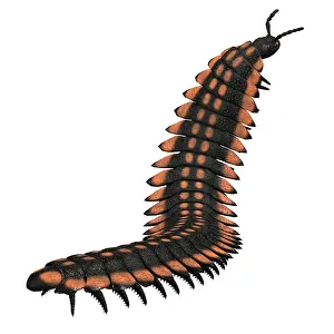 Limbs: Arthropleura invertebrate on white background