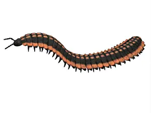 Limbs: Arthropleura side profile