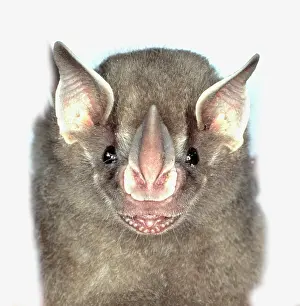 Chiroptera: Artibeus watsoni, Thomas fruit-eating bat