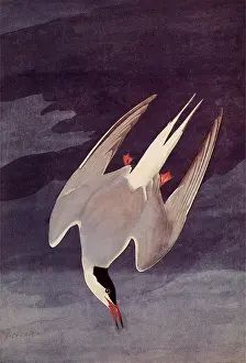 Tern: An Artic Tern