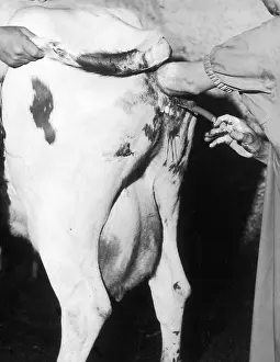 Artificially: ARTIFICIAL INSEMINATION