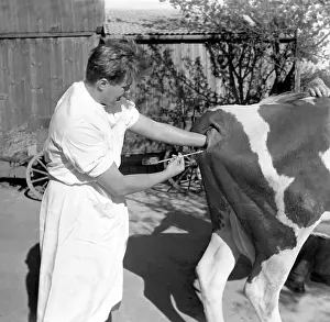 Brod: Artificial insemination