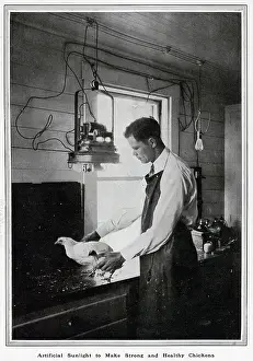 Experimentation: Artificial light making strong; chickens