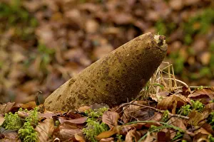 Fumin: Artillery shell in the Bois Fumin