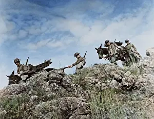 Mule: Artillerymen use Army mules to carry their