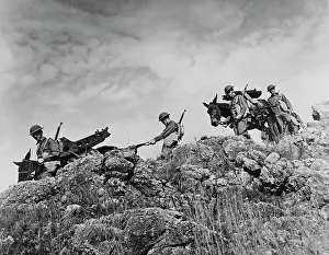 Mule: Artillerymen use Army mules to carry their
