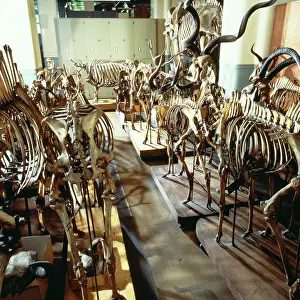 Articulated: Artiodactyla (order), artiodactyl