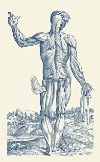 Thigh: An artistic view of the human muscular system from the rear