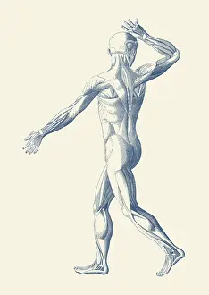 Achilles: An artistic view of a moving muscular system