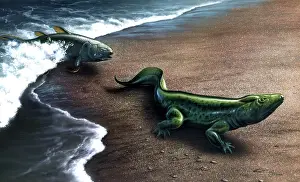 Crawling: Artist's concept depicting the evolution of a lobe-finned ?