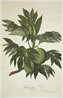 Endeavour: Artocarpus altilis, breadfruit tree