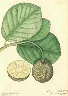 Rosales: Artocarpus chaplasha, chapalish