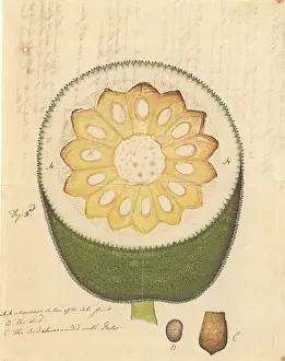 Rosales: Artocarpus heterophyllus, jackfruit