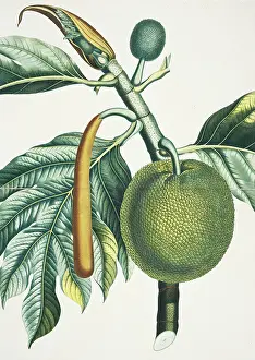 Breadfruit: Artocarpus incisa, breadfruit tree