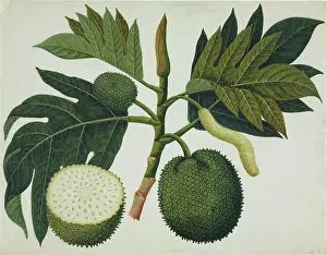 Moraceae: Artocarpus sp