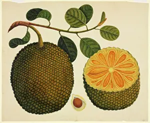 Moraceae: Artocarpus sp