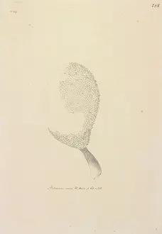 Breadfruit: Artucarpus altitis