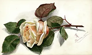 Patricia Aubrey: Artwork by Florence Auerbach, peach-coloured rose