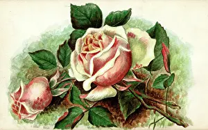 Artwork by Florence Auerbach, pink roses