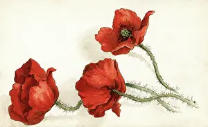 Patricia Aubrey: Artwork by Florence Auerbach, three red poppies
