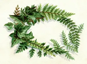 Patricia Aubrey: Artwork by Florence Auerbach, spray of green leaves