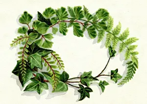 Patricia Aubrey: Artwork by Florence Auerbach, spray of green leaves