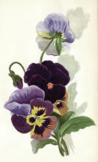 Patricia Aubrey: Artwork by Florence Auerbach, variegated pansies