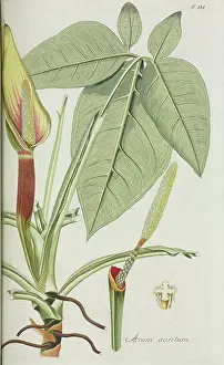 Nicolaus: Arum auritum