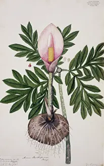 Alismatales: Arum bulbiferum, lily