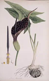 Alismatales: Arum dioscoridis